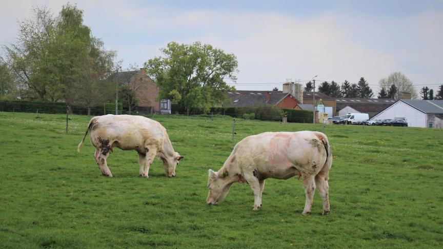 Om in het vleesvee vast te houden aan die individuele reductie van 5% emissies terwijl die deelsector als groep al30% gereduceerd is, is voor ABS niet logisch.