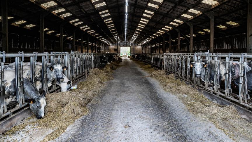 De primaire sector kon zijn uitstoot in 15 jaar met 17% doen dalen, maar zijn aandeel in de totale uitstoot van verzurende gassen steeg naar meer dan de helft in 2023.