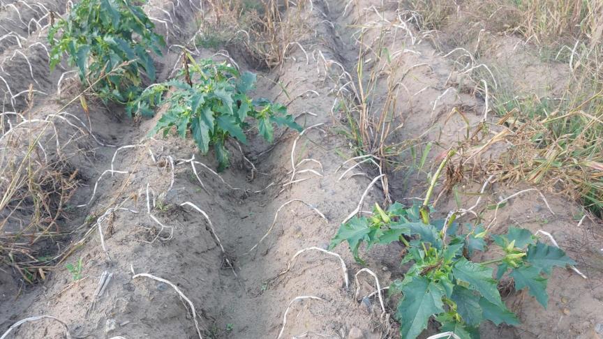 Vanaf volgend jaar moet de doornappel verplicht bestreden worden als er 10 planten of meer per ha staan.
