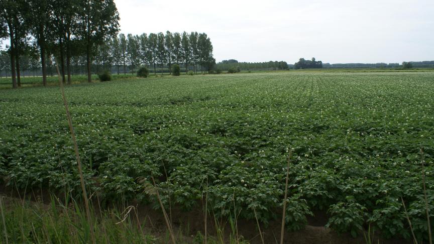 De Belgapomnotering voor vroege aardappelen blijft zeer laag deze week.
