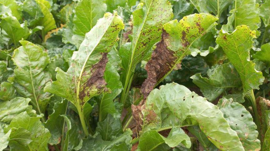 Door het invullen van een enquête kan het Bieteninstituut de aanwezigheid en de ernst van de cercospora-aantasting van dit jaar in kaart brengen.