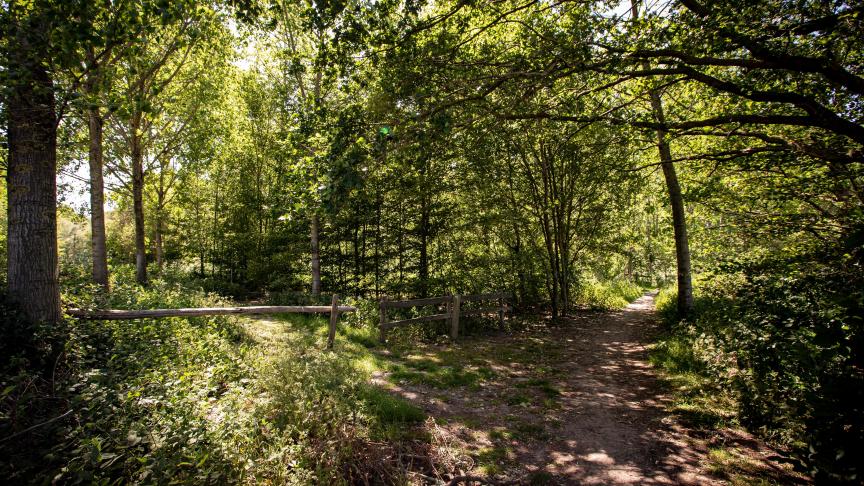 De derde Vlaamse bosinventaris toont diverse indicatoren van een robuuster en biodiverser bosecosysteem.