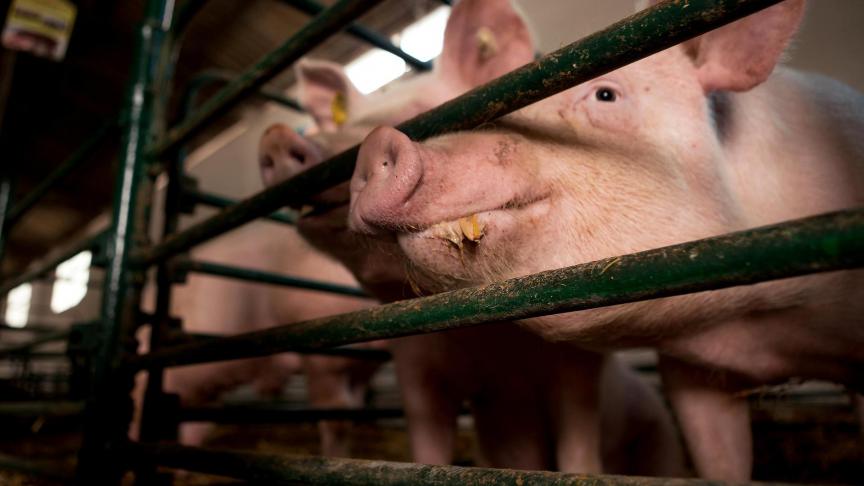 Het nieuwe Vlaamse dierenwelzijnslabel ‘Beter voor Dieren’ is sinds kort operationeel voor de varkenssector.