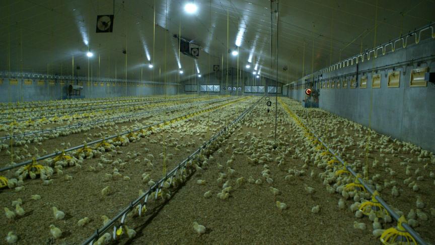 Pluimveehouders in Vlaanderen zijn op hun hoede nu er in 2 buurlanden vogelgriep werd vastgesteld op pluimveehouderijen.