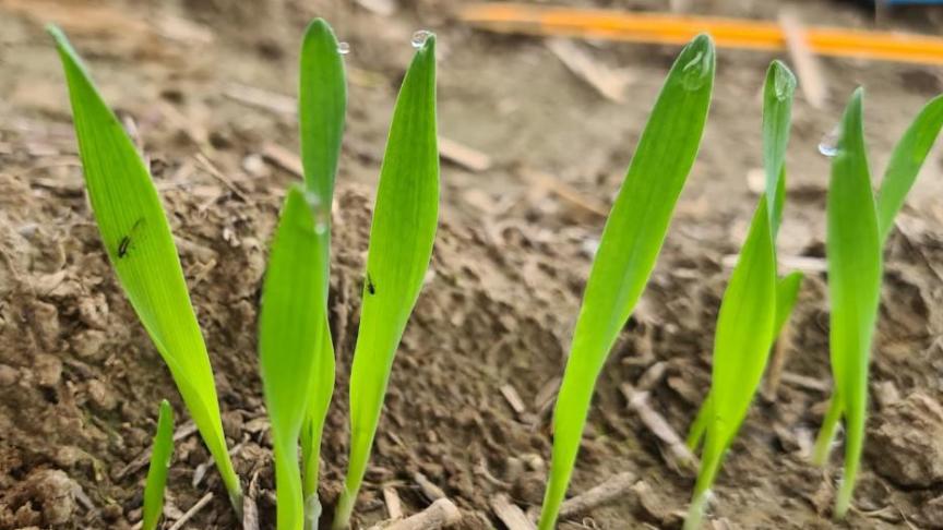 Op alle opgevolgde percelen wintergerst werden al bladluizen gevonden.