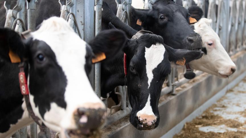 Koeien van het Holstein Zwartbont ras blijven in 2024 de meest productieve in België.