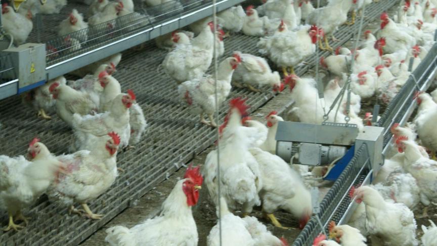 Nederland kiest voor een nationale ophokplicht tegen de hoogpathogene vogelgriep.