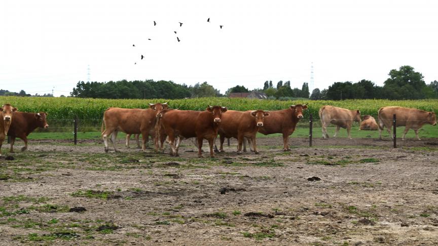 “Als er vandaag nog open ruimte is in Vlaanderen, dan is dat vaak dankzij landbouwers”, stelt Lydia Peeters.