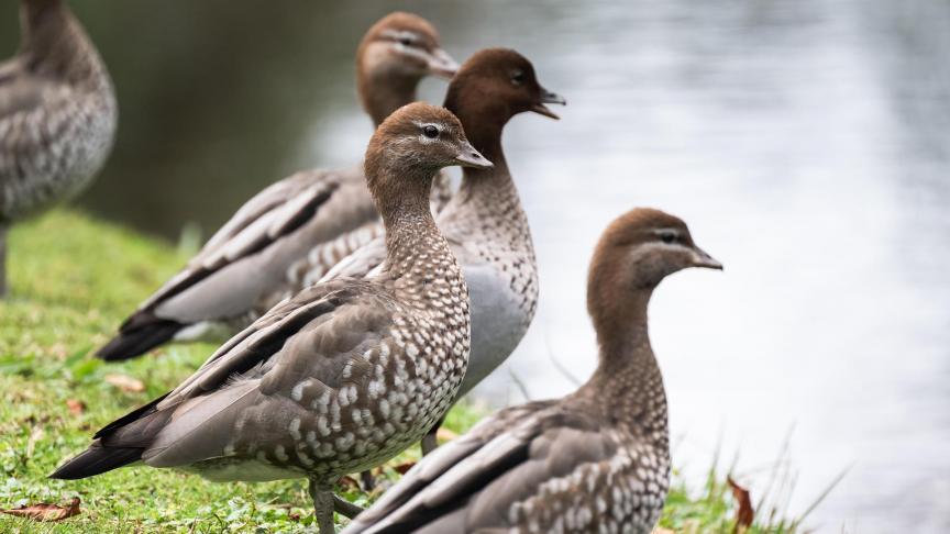 In onze buurlanden werden recent beduidend meer besmettingen bij wilde vogels vastgesteld.