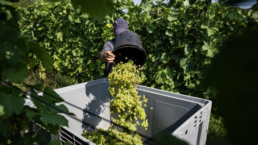 De Duitse wijnoogst van dit jaar zal naar verwachting 7% lager liggen dan vorig jaar.
