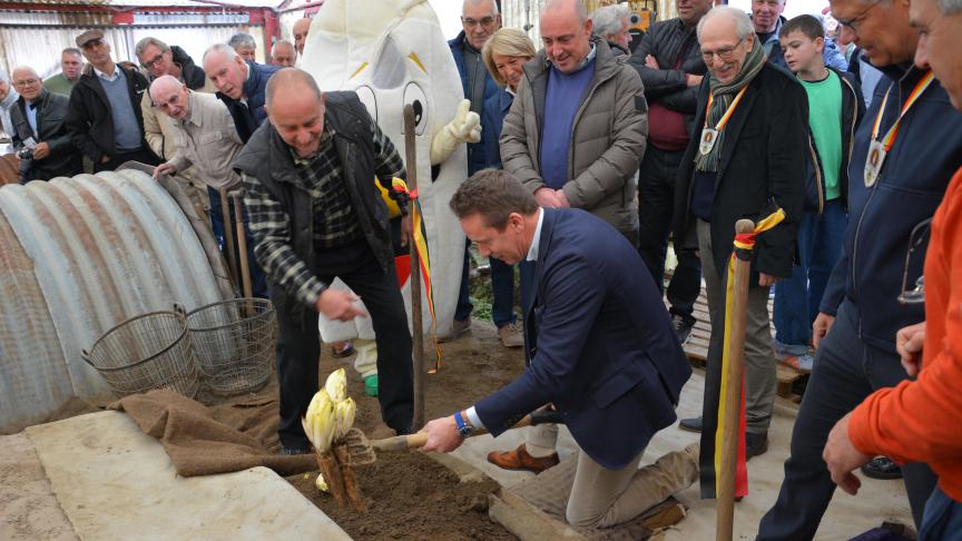 Vlaams minister van Landbouw Jo Brouns oogstte het eerste grondwitloof.