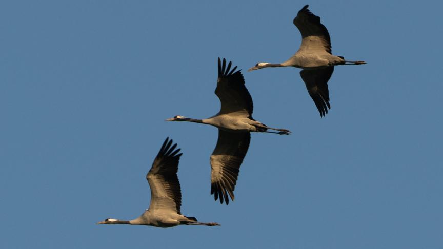 Bijna 1.000 kraanvogels zijn in de buurt van Berlijn gestorven aan vogelgriep.