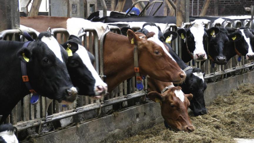 De heropleving van Infectieuze Bovine Rhinotracheïtis (IBR) legt pijnpunten bloot in beleid en strategie.