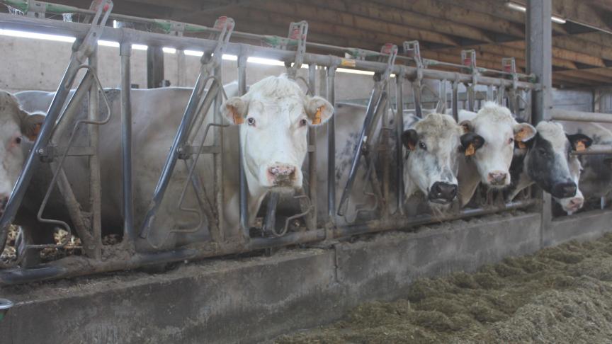 De tevredenheid in de vleesveesector over de afgelopen 6 maanden is fors gestegen.