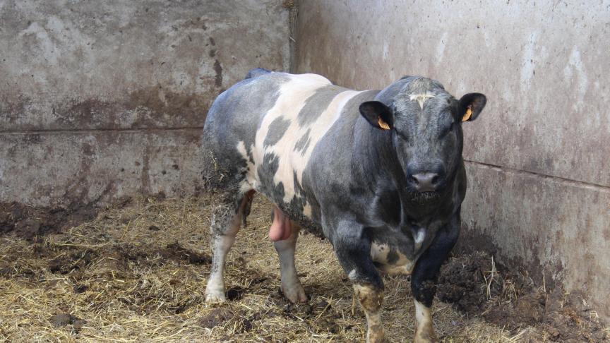 Na zowat 5 weken met stabiele prijzen, dalen die volgens Coevia nu voor BWB-kalveren en -stieren.