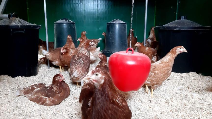 Voorzie bij het ophokken voldoende gevarieerde verrijking.