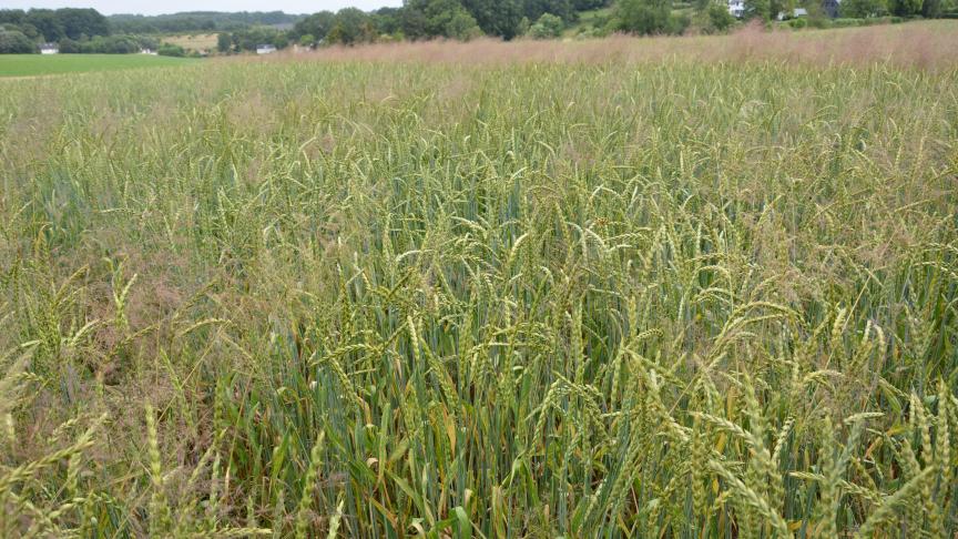 Vooral duist, Italiaans raaigras en windhalm (zie foto) blijken hardnekkige problemen op graanpercelen te veroorzaken.