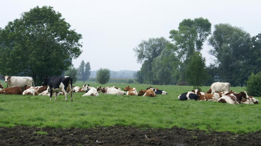 Infectieuze Bovine Rhinotracheïtis (IBR) is een virale luchtweginfectie bij runderen.