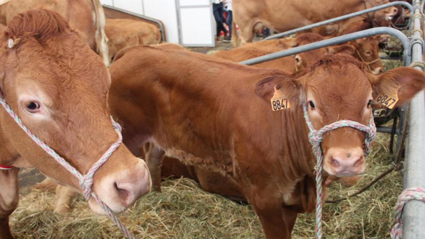 De export van Franse runderen kan hernemen op 1 november.