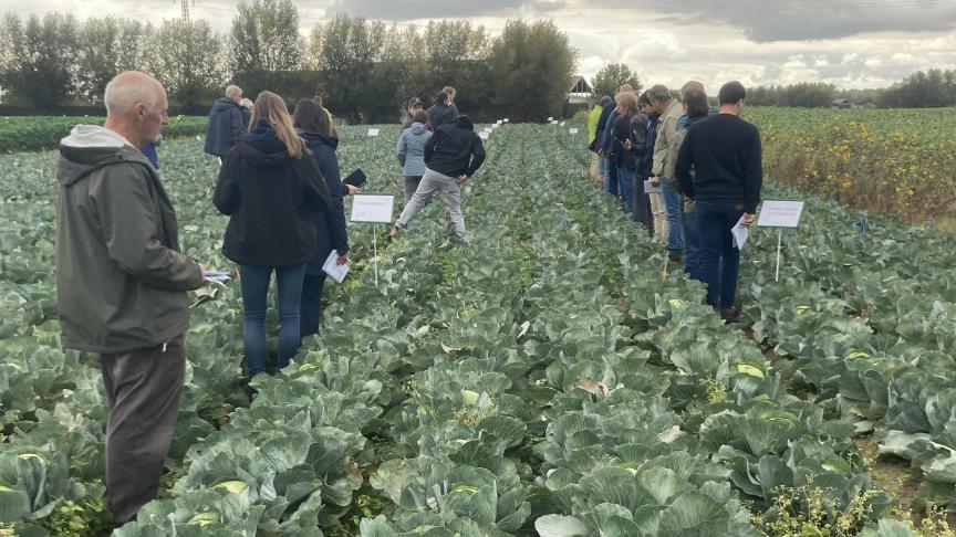 Microklaver en rietzwenkgras lijken goede kandidaatsoorten voor onderzaai in witte kool en knolselder.
