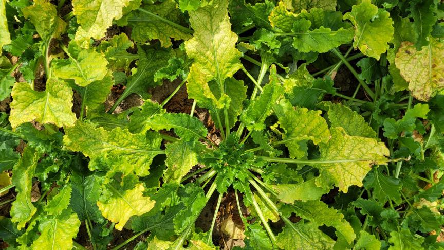 Het Bieteninstituut vraagt suikerbietentelers om een korte enquête rond de vergelingsziekte in te vullen.