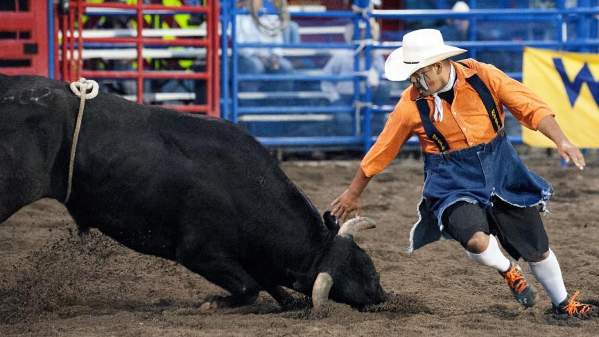 Minister Weyts stelt geen Vlaams verbod op rodeo's in, maar stelt wel het gebruik van de flankriem in vraag.