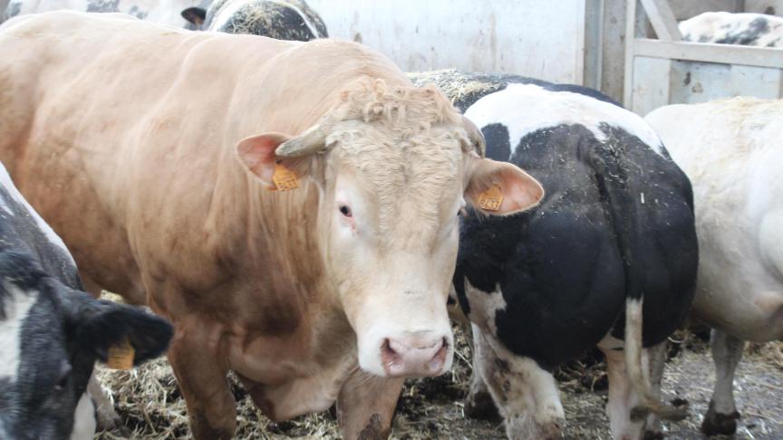 De Wetenschappelijke Interdisciplinaire Commissie Stikstof zal tegen eind 2026 een advies geven over een Vlaams emissiegestuurd stikstofbeleid.