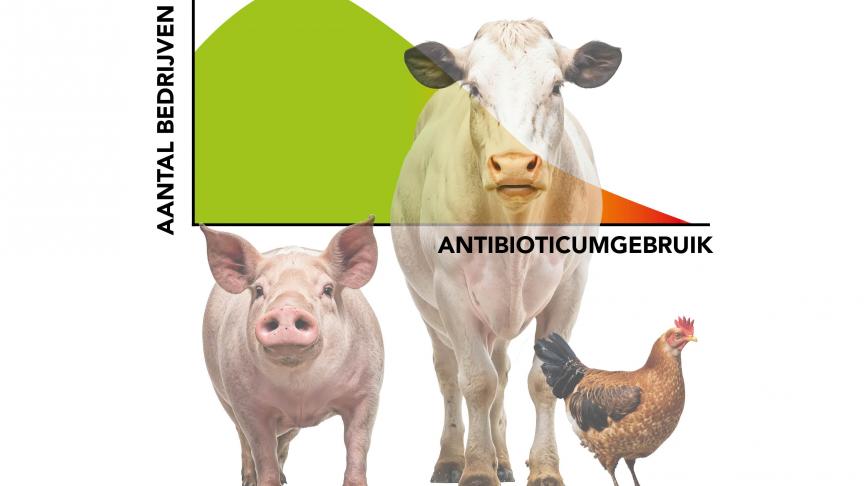 Stapje per stapje worden de doelstellingen naar een duurzaam antibioticagebruik gerealiseerd dankzij de inzet van de hele sector.