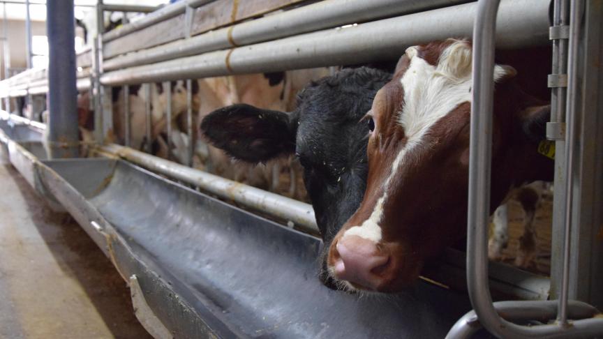 Er lopen al verschillende initiatieven in de kalverhouderij om eigen antibioticumgebruik te verminderen. Met resultaat.