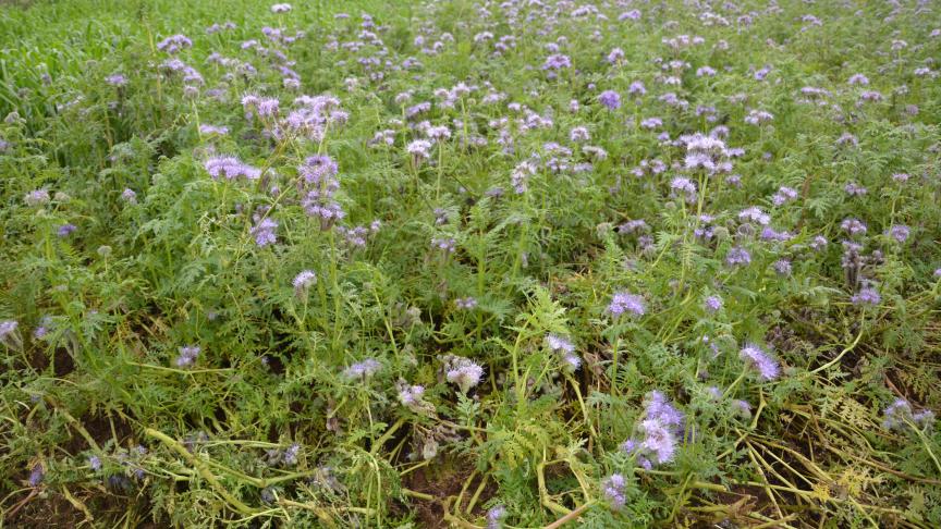 Groenbedekkers beschermen de bodem in de winter, nemen overtollige stikstof op, brengen organische stof aan en versterken de bodemstructuur.