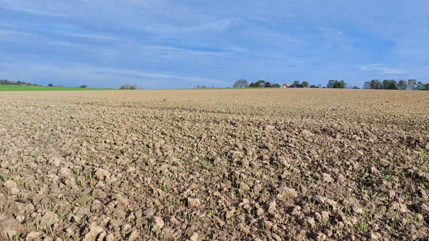Het is steeds aan te raden om bladluizen te tellen alvorens te behandelen om de situatie niet te over- of onderschatten.