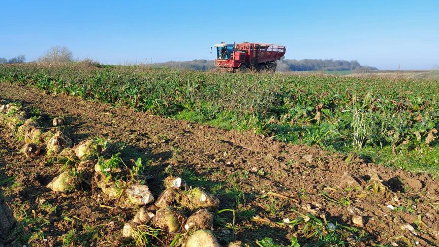 Het CBB stelt dat de suikerbietenteelt in België onder zware druk staat door deaankondiging van een areaalsreductie van 25%. Dit dreigt de hele landbouwsector en het platteland te ontwrichten.