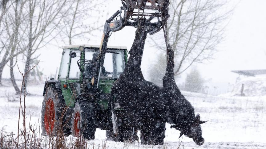 Het karkas van een waterbuffalo van een beslag dicht bij Berlijn wordt geruimd nadat er mond-en-klauwzeer uitbrak.