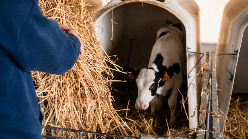 De begeleiding gaf vertrouwen , stellen de veehouders over de IBO.