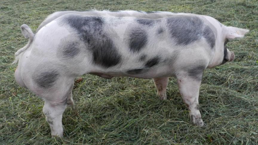 Beer Gio van ‘t Ganzenhof van fokker Florent Deboes uit Tienen en eigenaar KI Bevel.