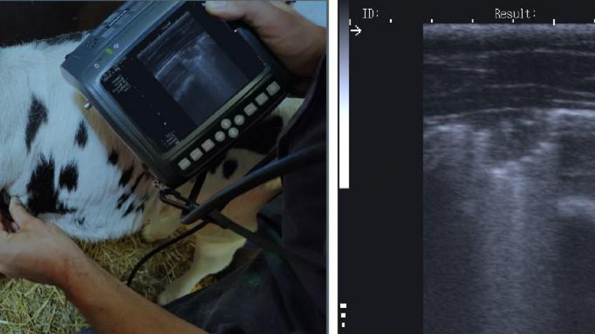 Links: het gebruik van snelscan longechografie bij kalveren. Rechts: beeld van een consolidatie of letsel dat wijst op een longontsteking.