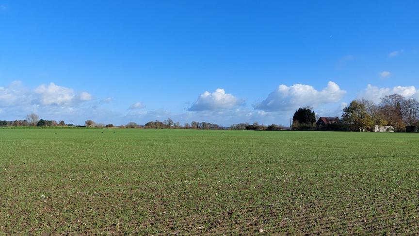 De bladluisdruk in graanvelden stabiliseerde de afgelopen week.