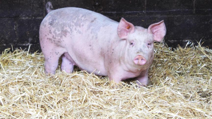 De bioveiligheidsscores op Belgische varkensbedrijven blijven verbeteren.