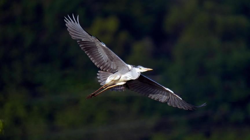 Er worden heel wat vogelgriepbesmettingen vastgesteld bij kraanvogels en andere wilde vogels.