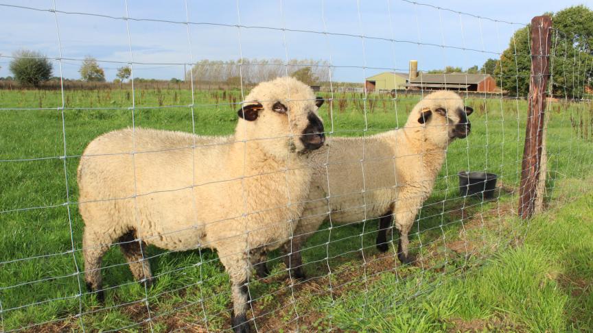 Er is volgens DGZ duidelijk behoefte aan een gebruiksvriendelijke app waarmee schapenhouders hun gegevens eenvoudig kunnen registreren.