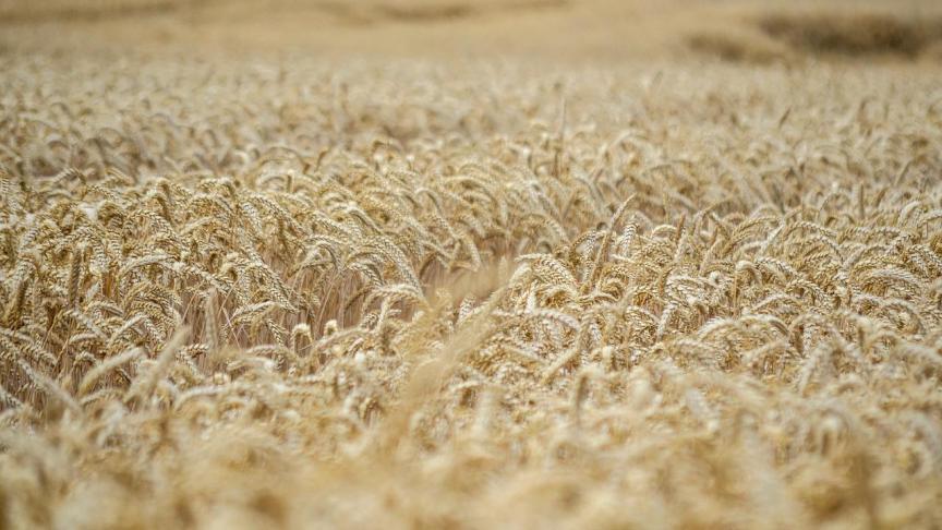 De initiële focus van de samenwerking zal liggen op de bestrijding van de belangrijkste tarweziekten.