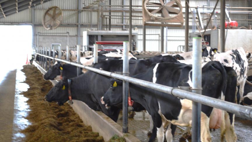 Elke rundveehouder moet tegen 31 december 2025 minstens 5% ammoniakemissiereductie realiseren.