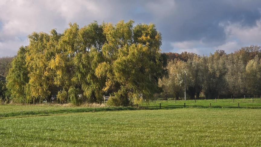 Waar men gaat langs Vlaamse wegen komt men vaak wilgen tegen. Links op de foto een rij ongesnoeide knotwilgen, rechts een rij goed onderhouden knotwilgen.
