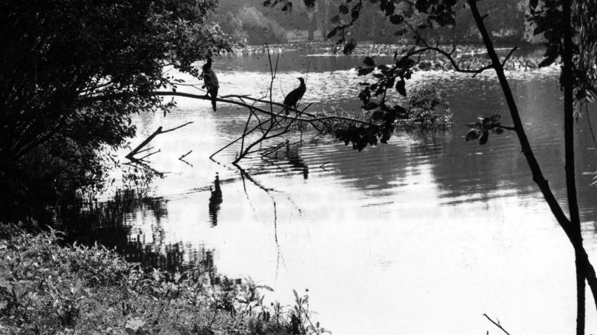 In De Blankaart is er momenteel zelfs na zuivering geen verbetering van de waterkwaliteit.