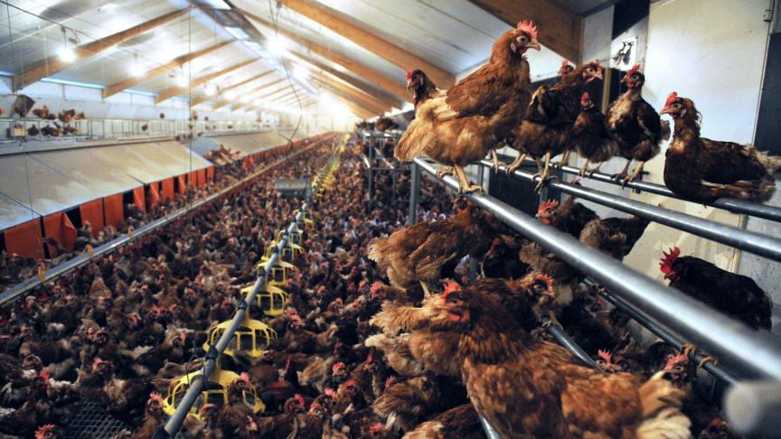 In Nederland werd vogelgriep vastgesteld op 3 bedrijven in de provincies Limburg en Overijssel.