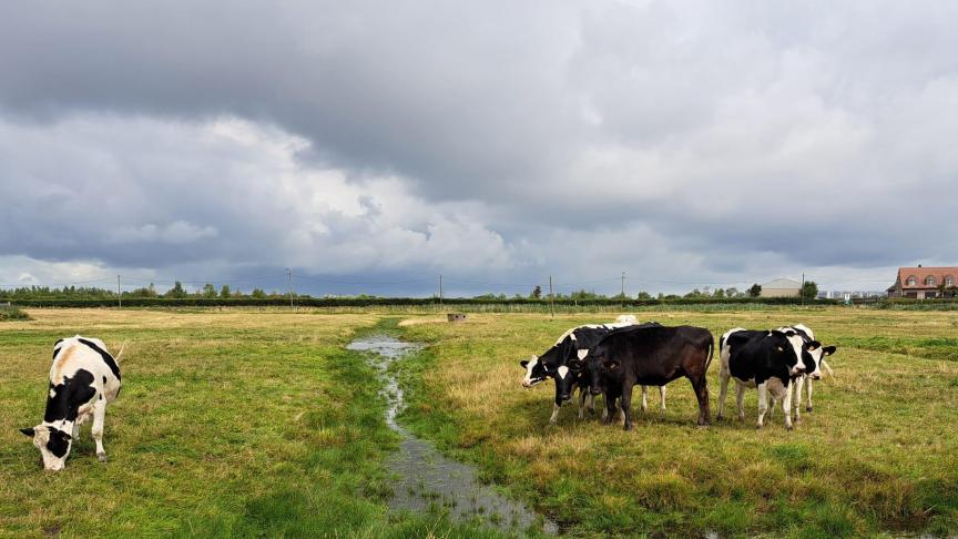 Landbouwers die deelnemen aan het plasdrasbeheer mogen hun percelen nog steeds laten begrazen en krijgen een vergoeding ervoor.