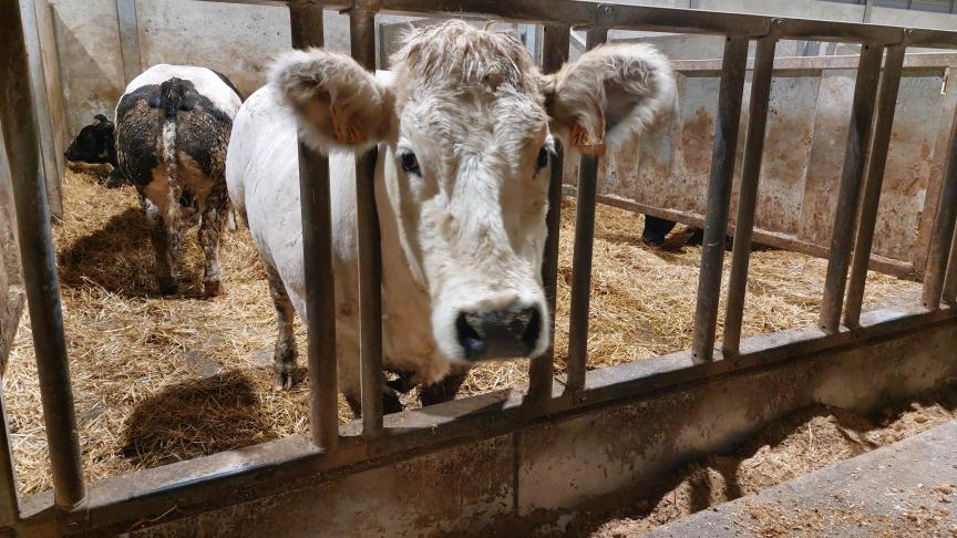 Minister Brouns kondigde recent verschillende  maatregelen aan die het voor veehouders meer haalbaar moeten maken om de vereiste emissiereductie  te behalen.