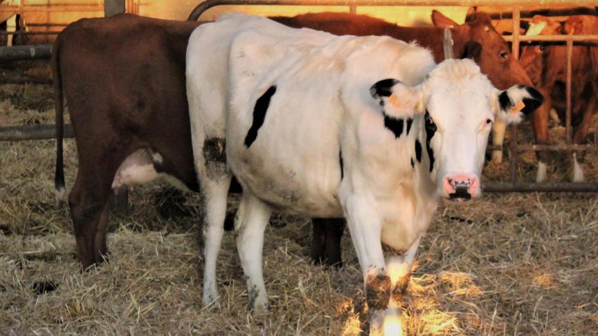 Volgend jaar is er in België geen verplichte vaccinatie voor blauwtong en EHD voor runderen.