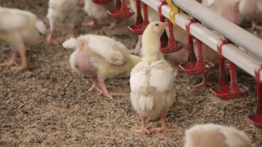 De evolutie van varkens naar pluimvee is volgens Brouns het gevolg van economische omstandigheden en strategische keuzes.