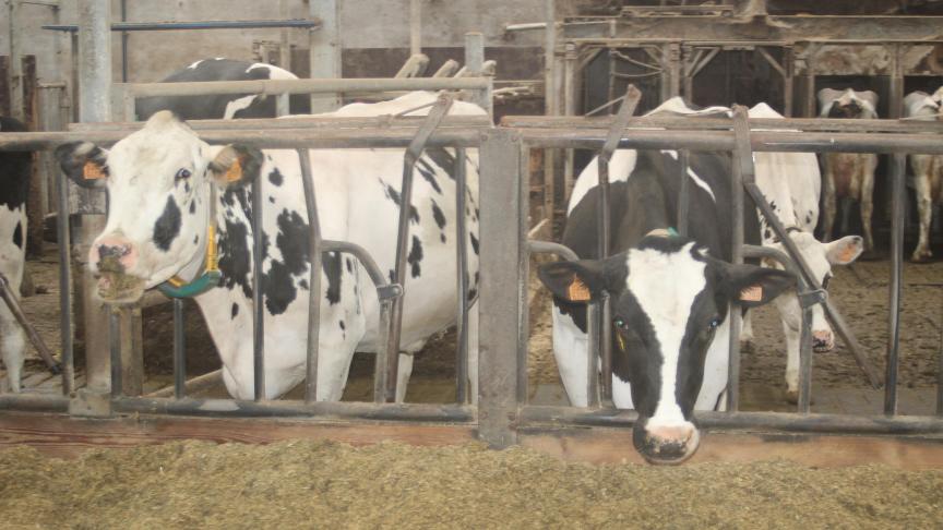 Uit alle onderzoeken van ILVO blijkt dat het voederadditief Bovaer geen negatieve impact heeft op diergezondheid, melkproductie, voeropname en voederefficiëntie.